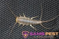 Sams Silverfish Control Brisbane image 3